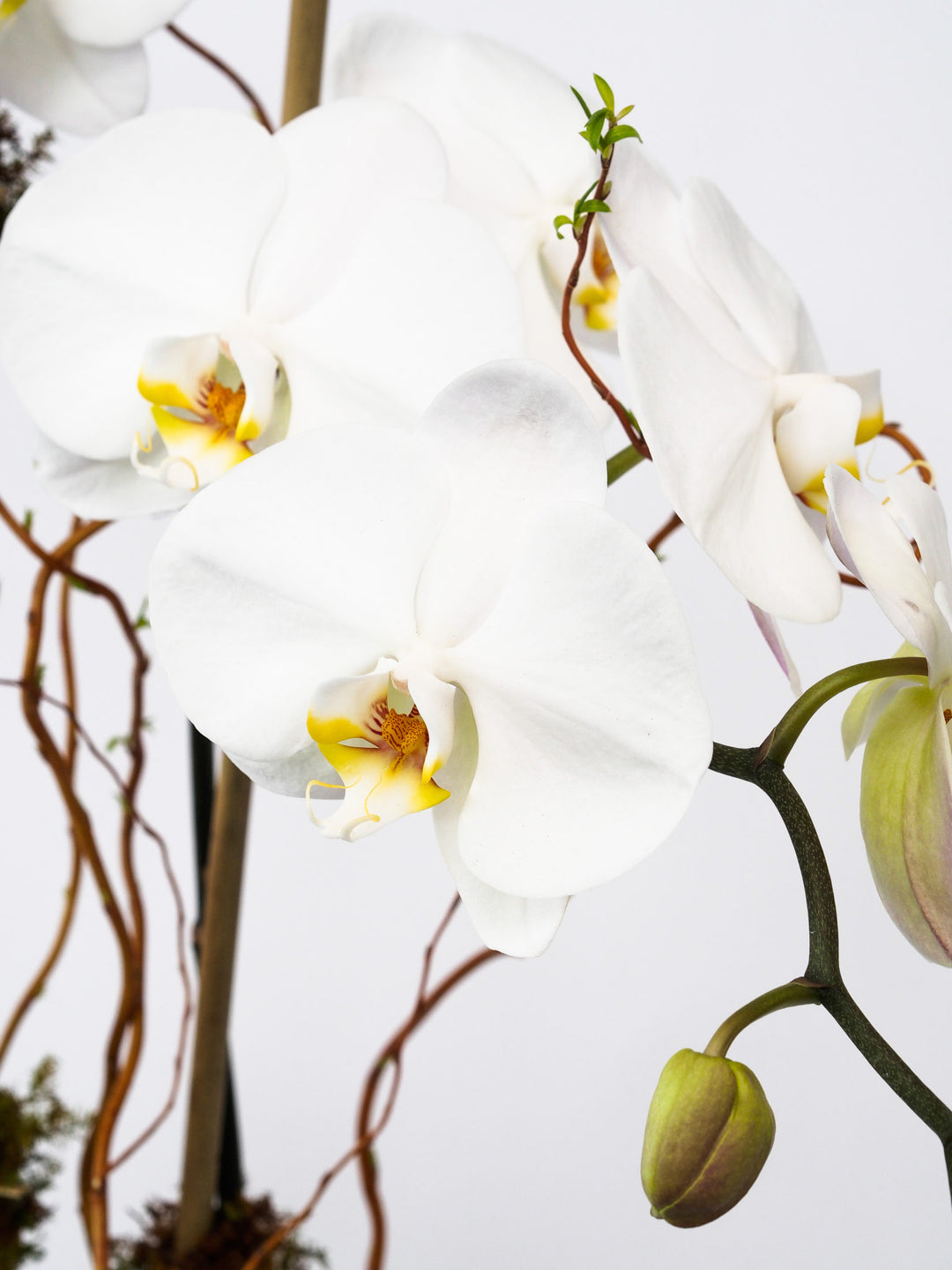 Phalaenopsis Orchids in a clear glass vase with green moss, river rocks, and bamboo
