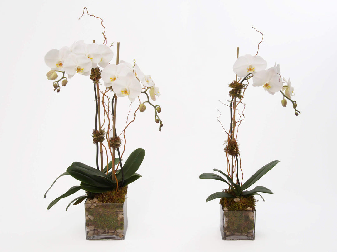 Phalaenopsis Orchids in a clear glass vase with green moss, river rocks, and bamboo