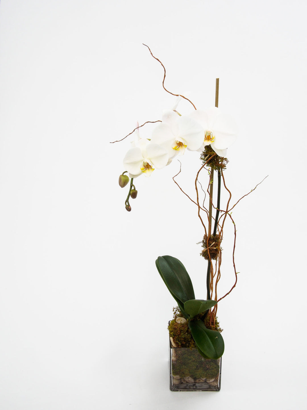Phalaenopsis Orchids in a clear glass vase with green moss, river rocks, and bamboo