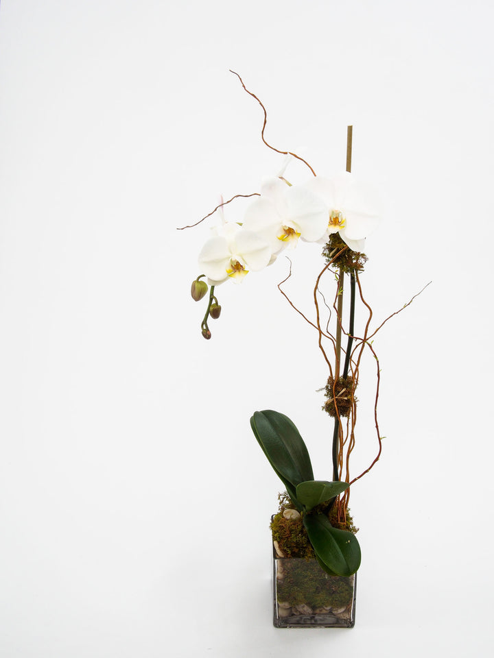 Phalaenopsis Orchids in a clear glass vase with green moss, river rocks, and bamboo