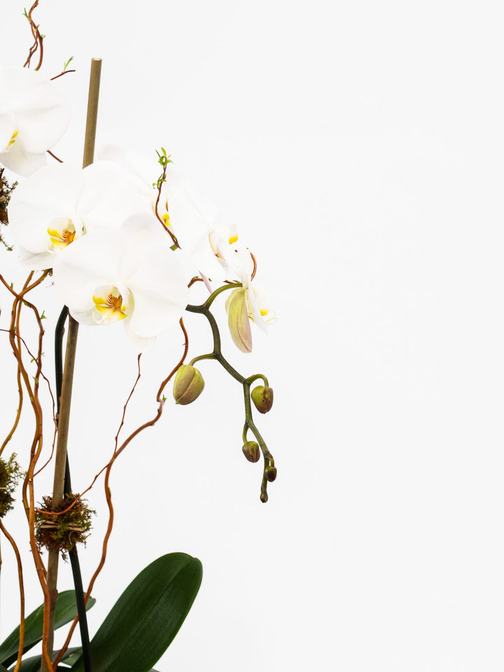 Phalaenopsis Orchids in a clear glass vase with green moss, river rocks, and bamboo