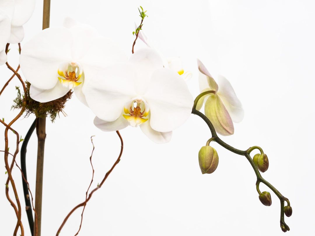 Phalaenopsis Orchids in a clear glass vase with green moss, river rocks, and bamboo
