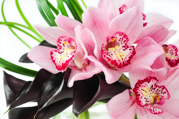 Boundless Blooms
